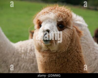 Ilfracombe, Devon, Regno Unito. Il 28 aprile 2017. Alpaca pascolare un paio di miglia da Ilfracombe su un nuvoloso giorno. Credito: DTNews/Alamy Live News Foto Stock