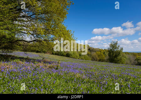 BLUEBELLS SUL POOR'S RIPARTO GLOUCESTERSHIRE. Foto Stock