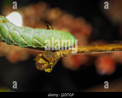 Macro Closeup di un verde Io Moth Caterpillar Automeris io su un ramo di albero Foto Stock