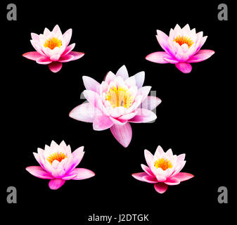 Ninfee isolare su sfondo nero. Rosa fiore di loto Foto Stock