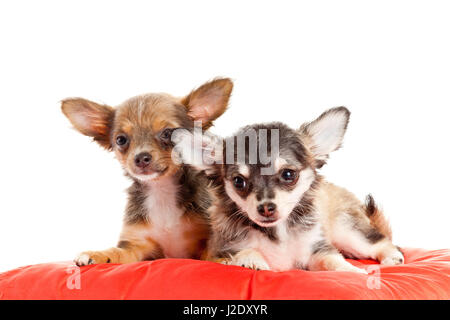 Due piccoli cuccioli di chihuahua. Chihuahua cane sul cuscino rosso isolato su bianco Foto Stock