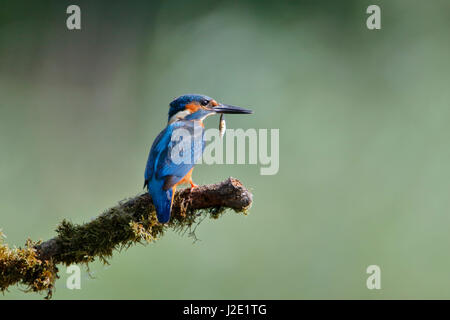 Common Kingfisher (Alcedo atthis) sul ramo, Paesi Bassi Foto Stock