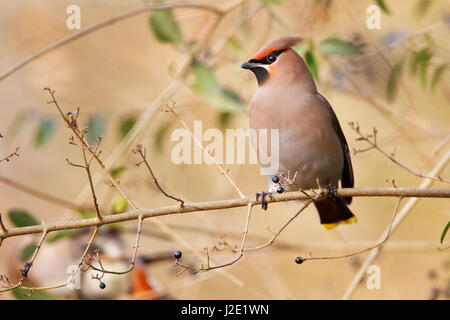 Bohemian waxwing (Bombycilla garrulus) sul ramo, Paesi Bassi Foto Stock