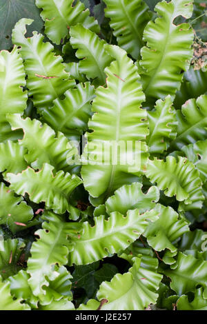 Asplenium scolopendrium. Hart-linguetta fern Foto Stock