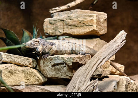 Golia draghi. Rhinoceros iguana. Lizard rettile iguana Foto Stock