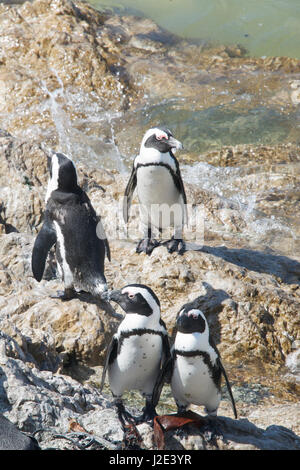 I Penguins africani Stoney Point Riserva Naturale Bettys Bay Overberg Western Cape Sud Africa Foto Stock