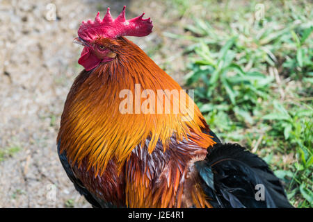 Un colorato rooster prospera in Piemonte agriturismo rifugio degli animali Foto Stock