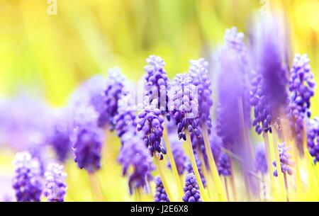 Fiori Muscary close-up (Muscari armeniacum) in un giardino. Foto Stock