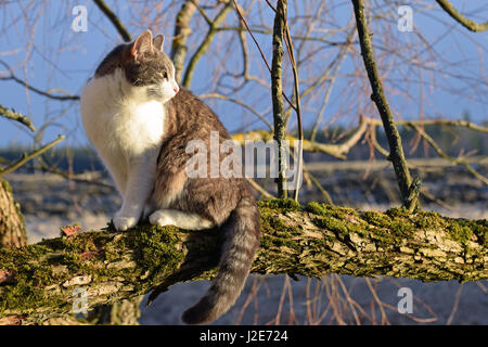 Il gatto domestico seduto su un albero di muschio filiale. Foto Stock