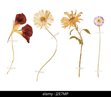 Set di wild pressato a secco di fiori e foglie, isolato Foto Stock