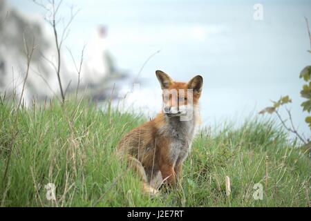 Lone Fox su una scogliera affacciata agli aghi, Isle of Wight, Regno Unito Foto Stock