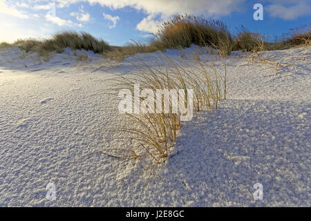 Dune di sabbia bianca con spiaggia di erba (Ammophila arenaria) e neve, spiaggia occidentale di Sylt, Schleswig-Holstein, Germania Foto Stock