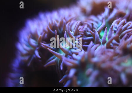 Coral Foto Stock