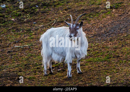 Bianco di capra marrone con soffici pellicce in erba naturale Foto Stock