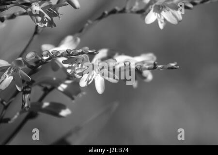 Crocosmia lucifer red pianta perenne. (Montbretia) Foto Stock