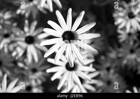 Rudbeckia dreamii (Coneflower) fiore giallo Foto Stock