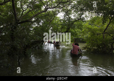 Ratargul acqua fresca palude foresta. Si tratta di un interessante ed emozionante per il turista avventuroso. Sylhet, Bangladesh. Foto Stock