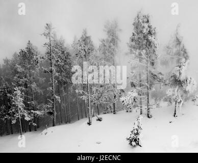Alberi di pino in pesante tempesta di neve nel Parco Nazionale di Yellowstone, Wyoming negli Stati Uniti. Foto Stock