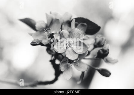 Immagine in bianco e nero di fiori in fiore. Foto Stock