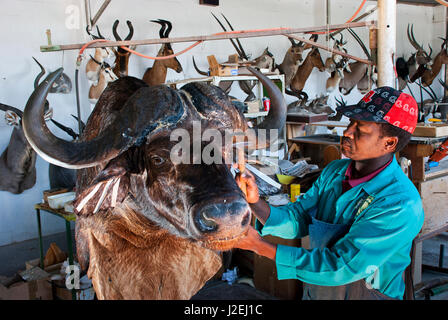 Il lavoro di tassidermia su un bufalo a Trophaendienste Tassidermia, Namibia Foto Stock