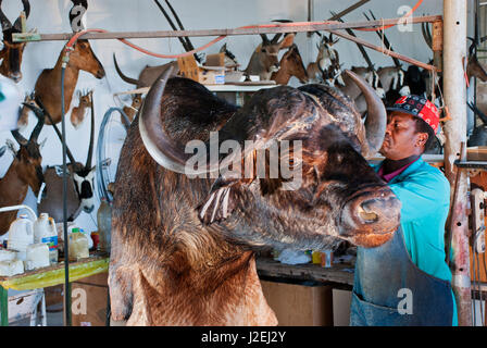 Il lavoro di tassidermia su un bufalo a Trophaendienste Tassidermia, Namibia Foto Stock