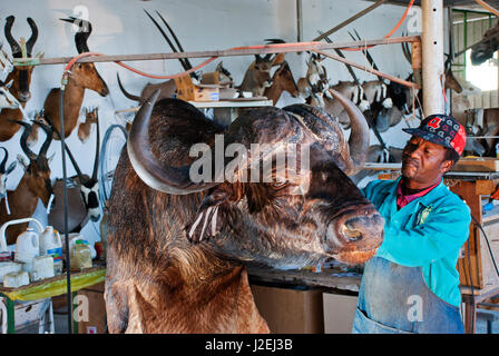 Il lavoro di tassidermia su un bufalo a Trophaendienste Tassidermia, Namibia Foto Stock