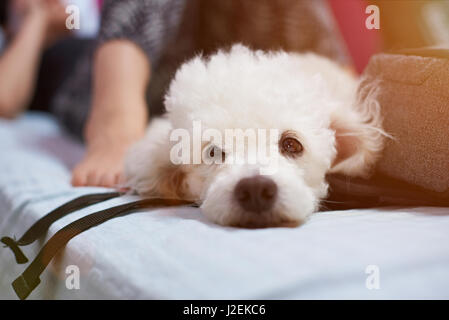 Divertenti cane barboncino giaceva sul letto con interni dell'uomo. Carino soffice bianco cane barboncino Foto Stock