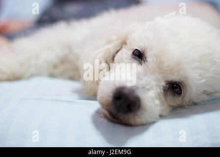 Bianco pigro cane barboncino giaceva sul letto vicino. Rilassatevi barboncino bianco dog face Foto Stock