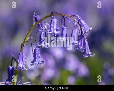 (Bluebell Hyacinthoides non scripta) close-up tra molti altri Foto Stock