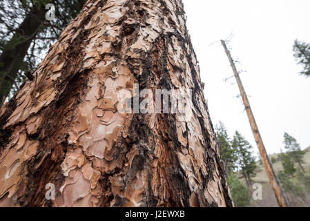Ponderosa Pine Tree, Wallowa - Whitman National Forest, Oregon. Foto Stock