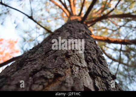 Una diversa prospettiva di un albero di pino. Foto Stock