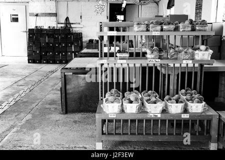 Farm stand. Pesche fresche visualizzato in un pick-vostro-fattoria nel sud-ovest di Ontario. Foto Stock