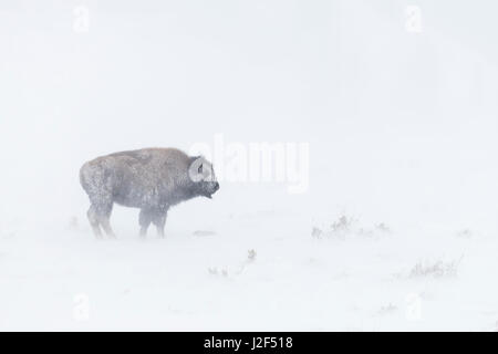 Bisonti americani / Amerikanischer ( Bison bison bison ) disco in condizioni di tempo di inverno in una bufera di neve su vasta terra aperta, il Parco Nazionale di Yellowstone, Foto Stock
