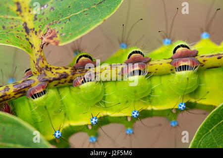 Giant Peacock Moth, dettaglio dei piedi del caterpillar Foto Stock