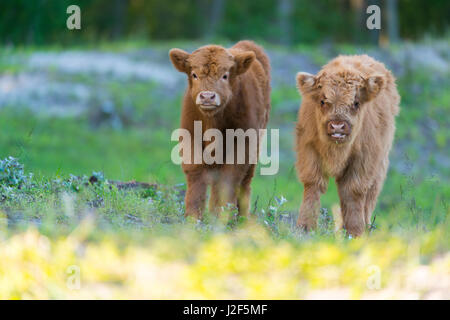 Highland Vitelli Bovini Foto Stock