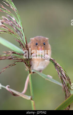 Harvest mouse arrampicata a pettine Foto Stock