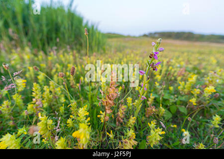 Bee Orchid in wet dune lasco Foto Stock