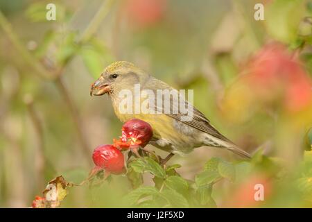 Rosso alimentazione Crossbill sulla rosa canina da Rosa rugosa durante la migrazione autunnale sull isola di Helgoland Foto Stock