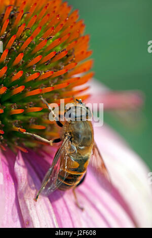 Drone volare sul fiore Foto Stock