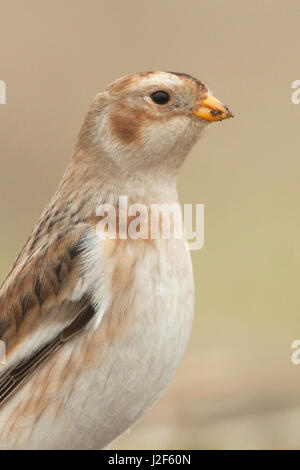 Snow Bunting (Plectrophenax nivalis) Foto Stock