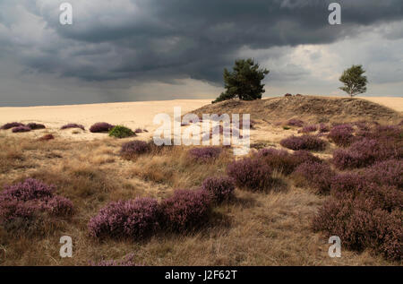 Fioritura Heather e di pino silvestre a sanddrift. Foto Stock