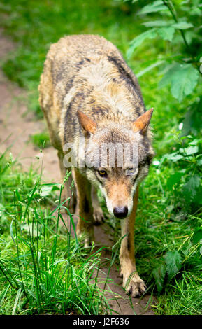 Lupo in esecuzione nella foresta Foto Stock