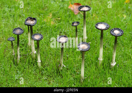 Gruppo di Shaggy Manes (Coprinus comatus) in un campo Foto Stock