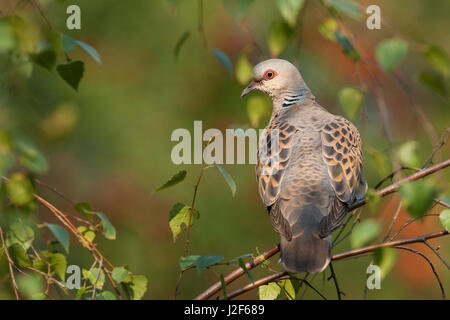 La tortora (Streptopelia turtur) in habitat di allevamento Foto Stock