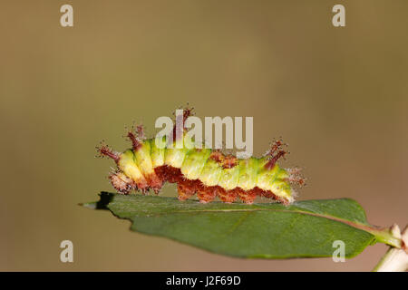 Caterpillar del bianco del sud admiral (Limenitis reducta) su una foglia di caprifoglio Foto Stock