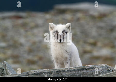 Arctic Fox (Vulpes vulpes lagopus) Foto Stock