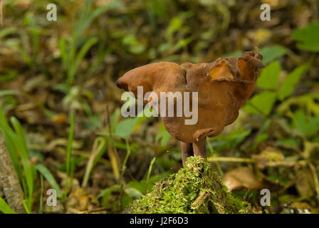 Sella foliatile (Gyromitra infula) cresce nella foresta. Foto Stock