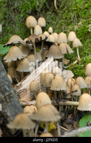 Luccicante Inkcaps (Coprinus micaceus) cresce nella foresta. Foto Stock