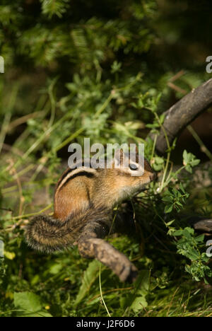 Un Scoiattolo striado Orientale (Tamias striatus) seduto su un ramo.