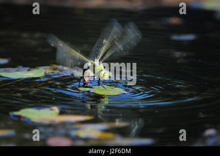 L'imperatore libellula (Anax imperator) recante le sue uova nel gambo di un giglio di acqua Foto Stock